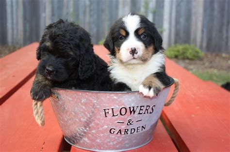 Bernedoodle Puppies Paradise Ca
