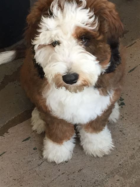 Bernedoodle Puppy Available Now
