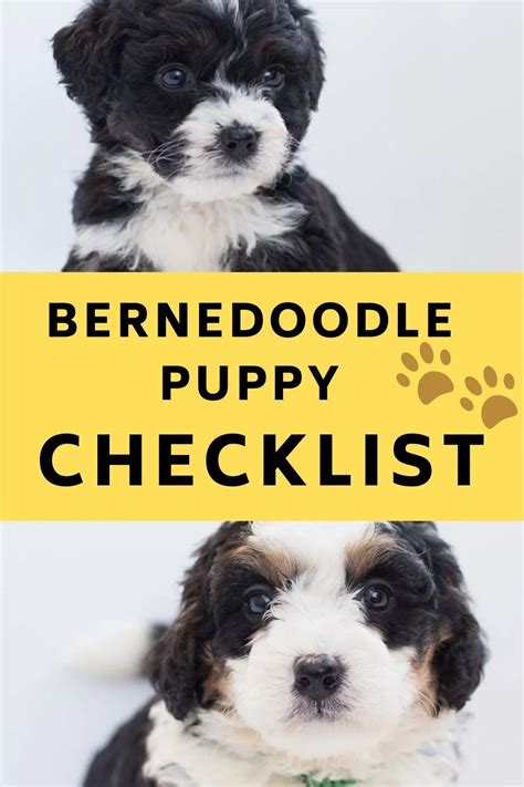 Bernedoodle Puppy Checklist