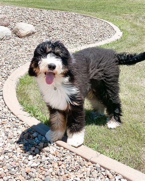Bernedoodle Puppy Collar Size