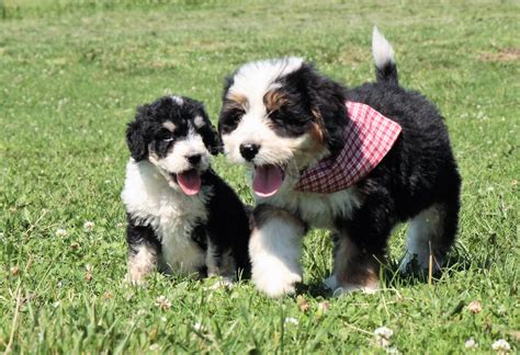 Bernedoodle Puppy Delivery