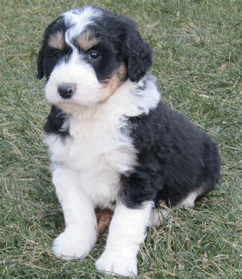 Bernedoodle Puppy For Sale Cincinnati