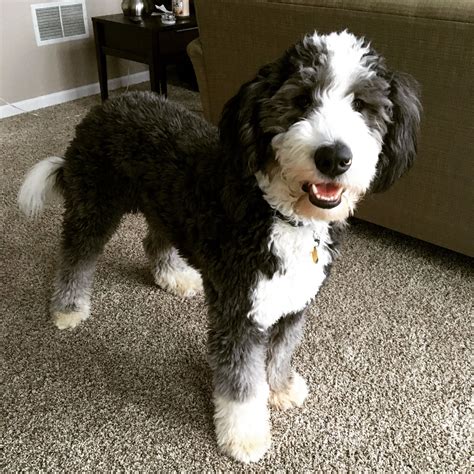 Bernedoodle Puppy Grooming