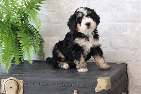 Bernedoodle Puppy Huntington For Sale