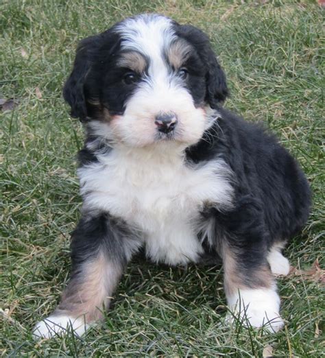 Bernedoodle Puppy Long Island