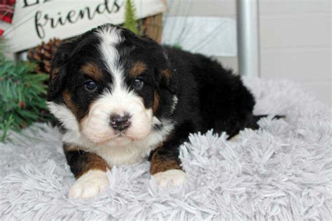 Bernedoodle Puppy Nassau County For Sale