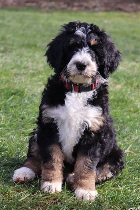 Bernedoodle Puppy New York