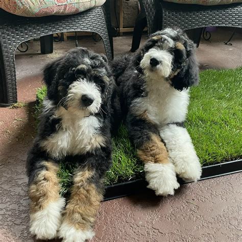 Bernedoodle Puppy San Diego