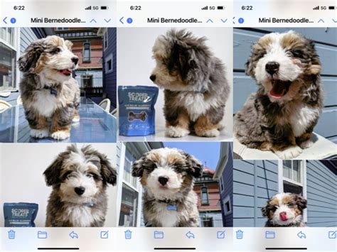 Bernedoodle Puppy Scams