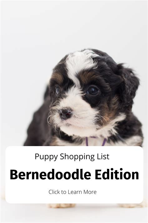 Bernedoodle Puppy Shopping List