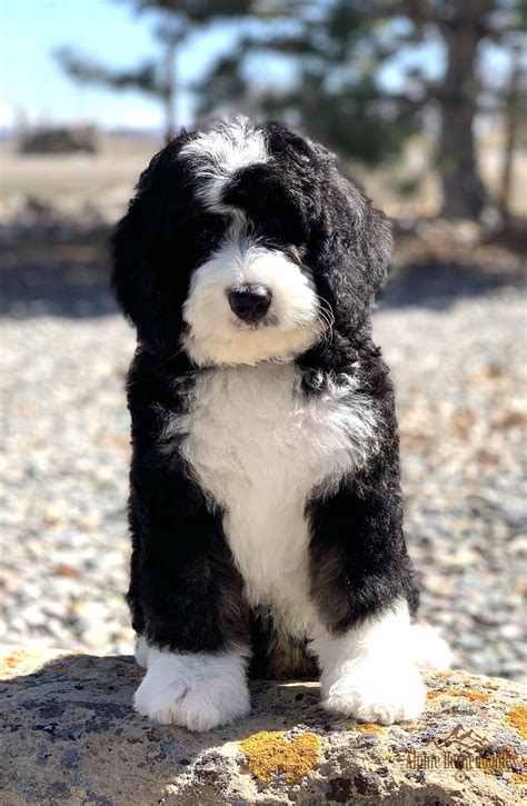 Bernedoodle Puppy Stages