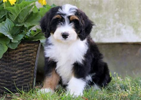 Bernedoodle Puppy Suffolk County Near Me