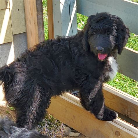 Bernedoodle Puppy Texas