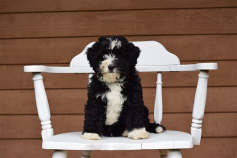 Bernedoodle Puppy Toys