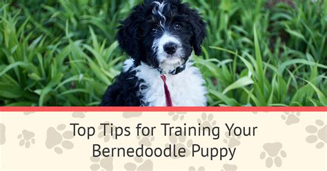 Bernedoodle Puppy Training