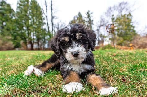 Bernedoodle Rescue Puppies