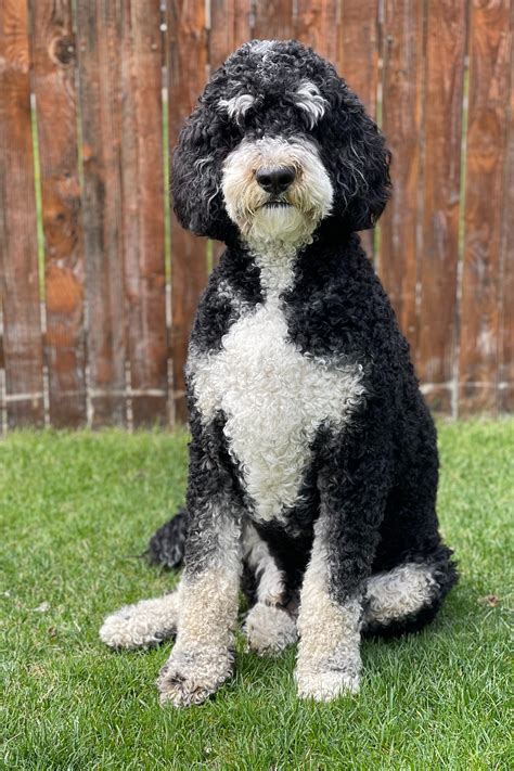 Bernedoodle adult. The Parti Bernedoodle is a coat with at least 50% white with patches or spots of another color or colors. In our example photo above, the Bernedoodle at the front, has a mainly white coat with patches of brown. Parti Bernedoodles are often white with patches of either black or brown. However, being a mixed breed, this can … 