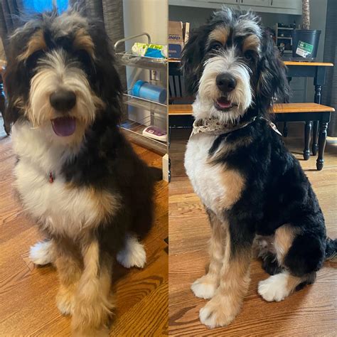 Bernedodoles usually have a curly, wavy, or straight coat. Some bernedoodles can have a IC affected coat meaning the dog will not have furnishings. Bernedoodles with curly hair will have similar hair to the poodle. The most desired coat type in the Bernedoodle is the wavy coat.. 