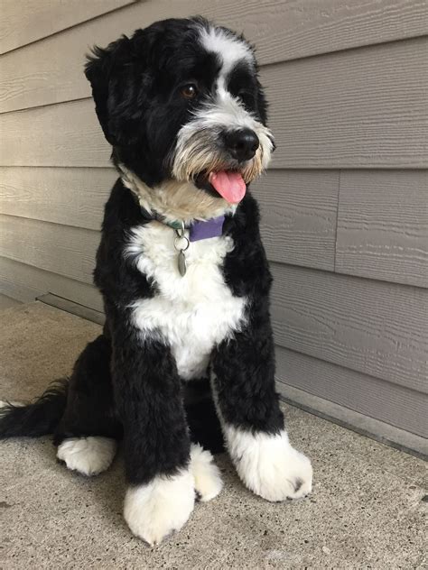 Clover, a mini bernedoodle puppy gets her second ever h