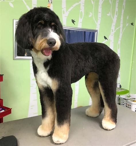 As seen above, an F1 Bernedoodle, or first generation, i