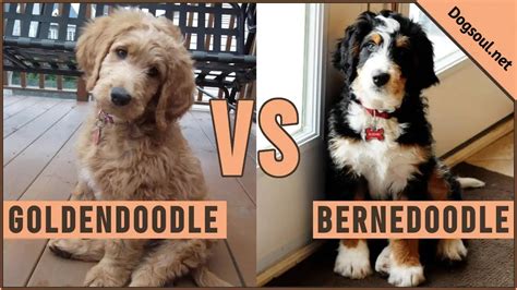 Bernedoodle vs goldendoodle. Mar 1, 2024 · 1. **Size:** One of the main differences between Mini Bernedoodles and Mini Goldendoodles is their size. Mini Bernedoodles tend to be slightly larger than Mini Goldendoodles, with most Mini Bernedoodles weighing between 25-49 pounds and standing 18-22 inches tall, while Mini Goldendoodles typically weigh between 15-30 pounds and stand 13-20 ... 