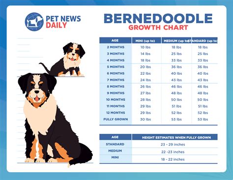 A fully grown female Bernedoodle's weight ranges from 66-86 pounds and a male's weight ranges from 67-93 pounds. Whereas the tiny Bernedoodle grows upto 24 lbs and the mini Bernedoodle can grow up to 49lbs. Bernedoodles are a good choice if you have children or just want a big goofy companion to spend time with!