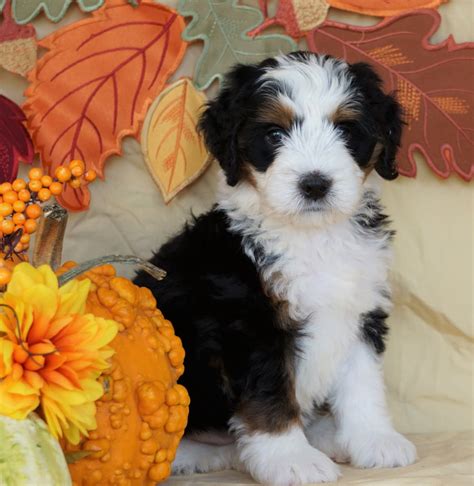 Bernedoodles near me. Look at me! I am a Mini Bernedoodle puppy! My Mom is a 35lb Mini Bernedoodle and my Dad is Cowboy a 12lb Mini Poodle. I was born on January 25th and I will be ready for my forever home on March 21st! I have been family raised on a mini farm in the country around children. I have had my shots and dewormers. I will be checked by a veterinarian. 