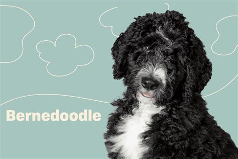 Bernedoodles the ultimate bernedoodle dog manual bernedoodle care costs feeding grooming health and training all included. - Części mowy i ich kategorie w gramatykach polskich xix i xx wieku, 1817-1938.