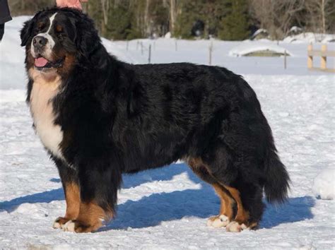 Berner garde database. The Berner-Garde Database is an extensive collection of health and pedigree information on Bernese Mountain Dogs that has been compiled for over 40 years by breeders and … 