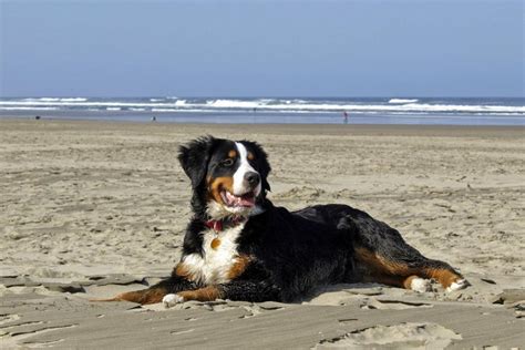 Berner sennen pris