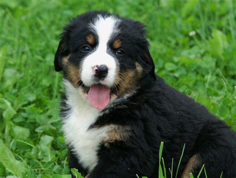 Berner sennenhund welpen zu verschenken nähe karlsruhe