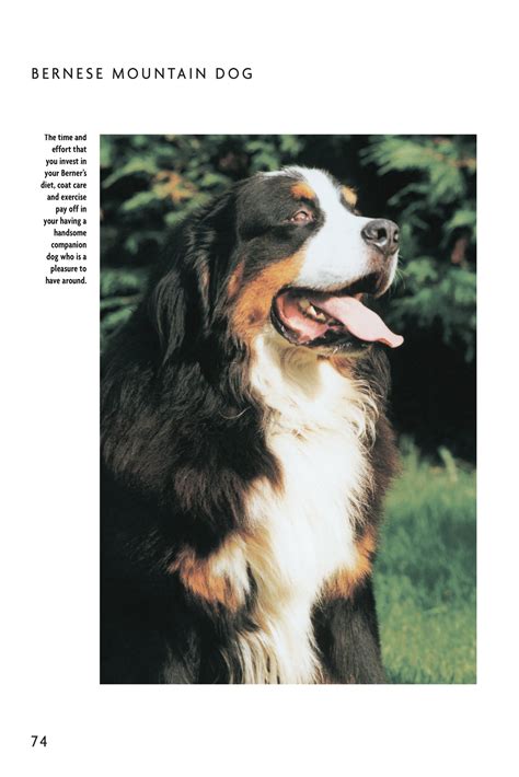 Bernese mountain dog comprehensive owners guide. - The meat goat handbook by yvonne zweede tucker.
