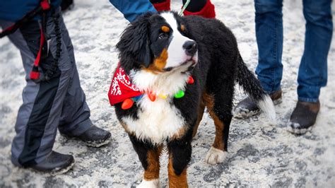 About 200 Bernese Mountains Dogs marched down Main Street in Breckenridge this weekend for the 2018 Bernese Mountain Dog Parade. (Video by... How cute! These pups show off their holiday spirit in the Bernese Mountain Dogs parade in Breckenridge this weekend! 