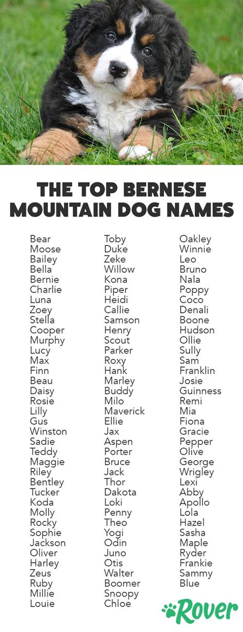 Bernese mountain dog puppy names. Differences in Coat and Personality. Although people mistake the Swissy for the Berner, there are definite physical differences. According to the Greater Swiss Mountain Dog breed standard, male ... 