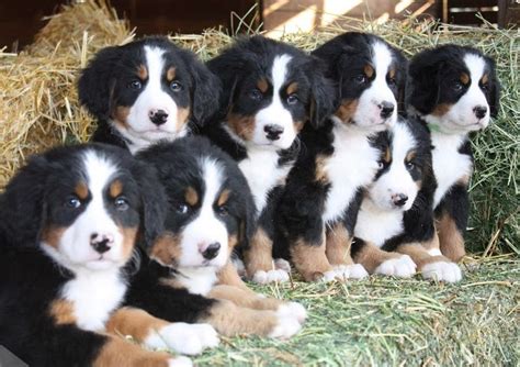 T his is a large breed, standing up to 27.6 inches (70 cm) tall at the shoulder and weighing 100 lbs (45 kg) or more. This is the only one of the four tri-colour varieties of Swiss mountain dogs that has a long coat. The Berner has a heavy, long-haired, shiny jet black double coat with striking reddish brown and white markings.. 