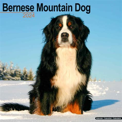 Bernese mountain dogs 2008 square wall calendar. - Refraccion- augusto monterroso ante la critica.
