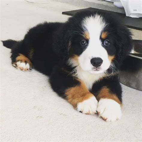 Bernese mountain dogs for adoption. Click on a number to view those needing rescue in that state. "Click here to view Bernese Mountain Dogs in Michigan for adoption. Individuals & rescue groups can post animals free." - ♥ RESCUE ME! ♥ ۬. 