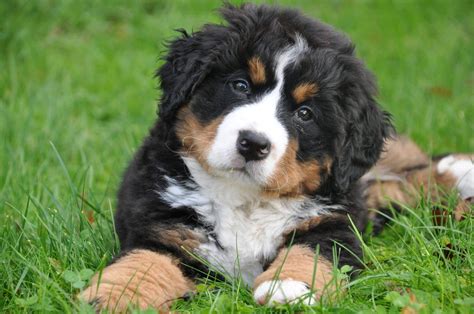 Bernese mountain puppies. Bernese Mountain Dog Breeders. $700 – $2,000. Adopting from a breeder is by far the most expensive option, with a Bernese Mountain Dog costing between $700 and $2,000. However, it is expensive for a reason. Breeders put a lot of time and energy into their dogs. 