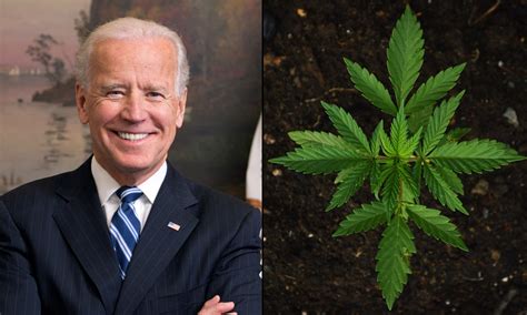 Bernstein: The Biden campaign should pivot to marijuana legalization