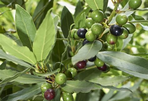 Berries - Bay Laurel Nursery