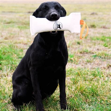 We hold ourselves to high standards for the integrity of our program. All of our puppies are socialized, nurtured, and loved! We breed fully tested Labradors to fully tested studs. Pups have 1st vaccinations, deworming, vet check, dewclaws, and microchip. Find a Labrador Retriever puppy from reputable breeders near you in Illinois.. 