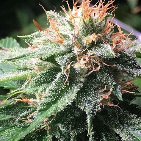 Berry nerds strain. Godberry is a potent indica-dominant hybrid strain that provides strong pain relief effects. Most likely a cross between God and Blueberry, this fruity strain is a favorite among growers because ... 