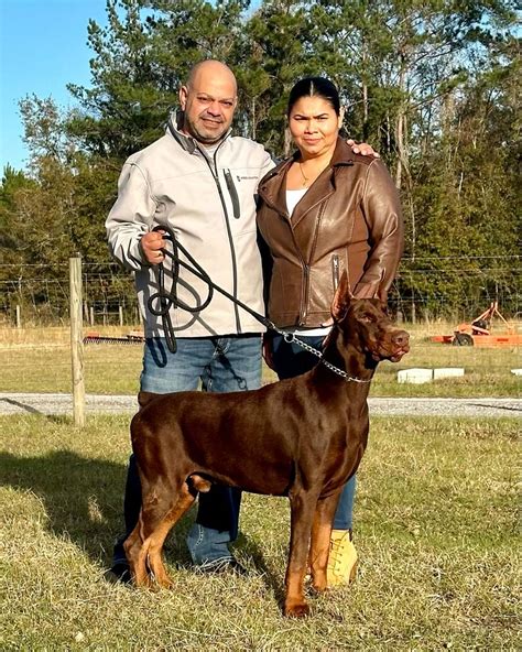 Oct 11, 2013 · 100% European Champion bloodline Doberman, Rottwiler, Long haired German Shaphard puppies for sale, Stud service, Superior Size & quality, . 