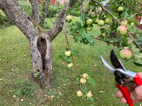 Beskära gamla äppelträd hårt