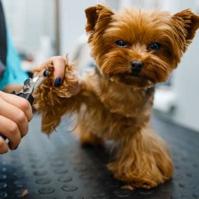 Best 15 Pet Stores And Grooming in Macomb, IL with Reviews