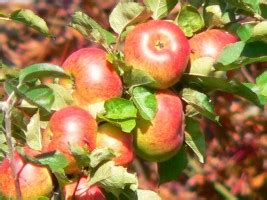 Best 16 Apple Orchards in Toledo, OH with Reviews - Yellow Pages