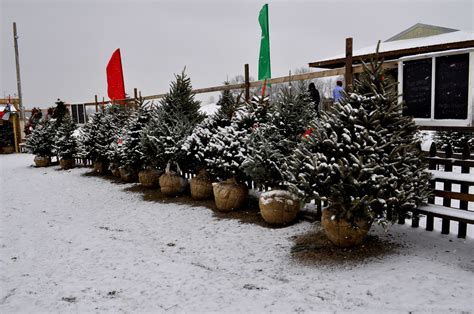 Best 18 Live Christmas Tree Farms in Erie, PA with Reviews