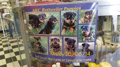 Best 18 Pet Stores in Morgantown, WV with Reviews - Yellow Pages