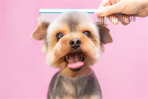 Best 21 Pet Grooming in Weirton, WV with Reviews