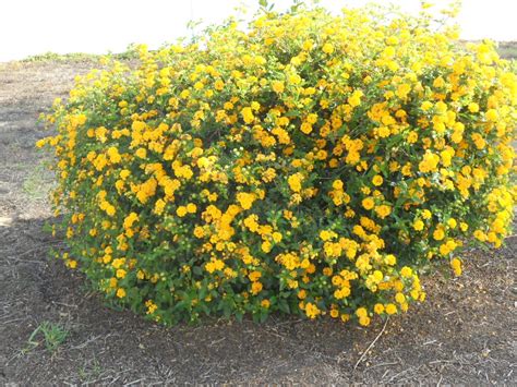 Best 30 Garden Flowers in Yuma, AZ with Reviews - Yellow Pages